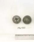 Click for 1 image(s) for this accession. FRUIT